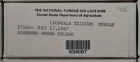 Lycogala exiguum image